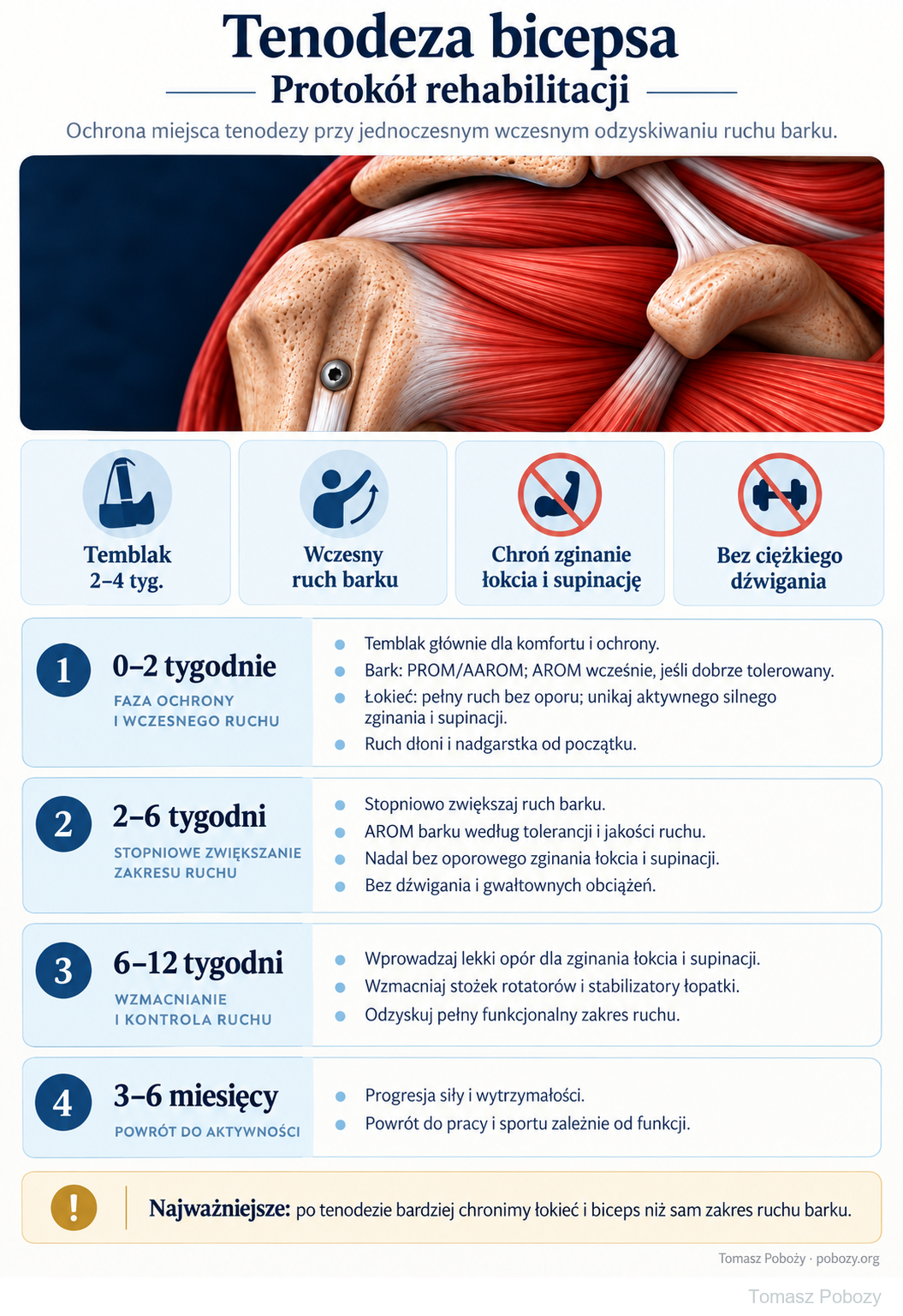 Rehabilitacja pooperacyjna: Tenodeza bicepsa — polski protokół: ochrona mocowania, wczesny ruch barku, etapy 0–2, 2–6 i 6–12 tygodni oraz 3–6 miesięcy. · plansza 1/1. Opracował Tomasz Poboży — ortopeda.